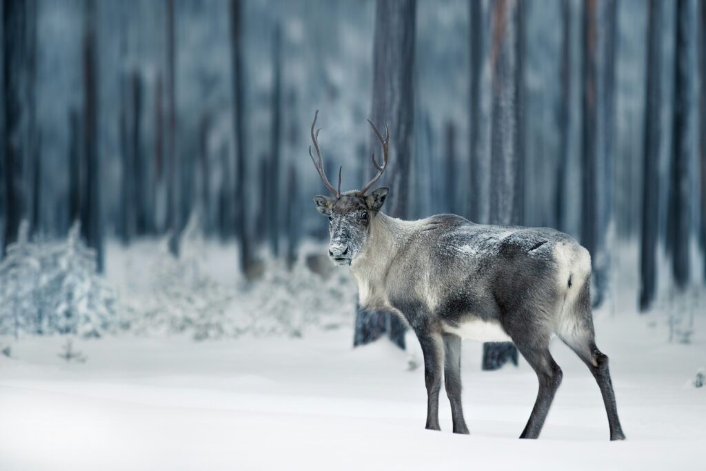Rendier in Lapland in het bos. 
